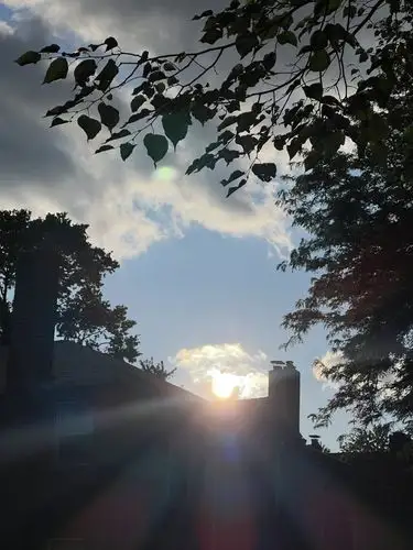 Golden hour glow peeking through the canopy.